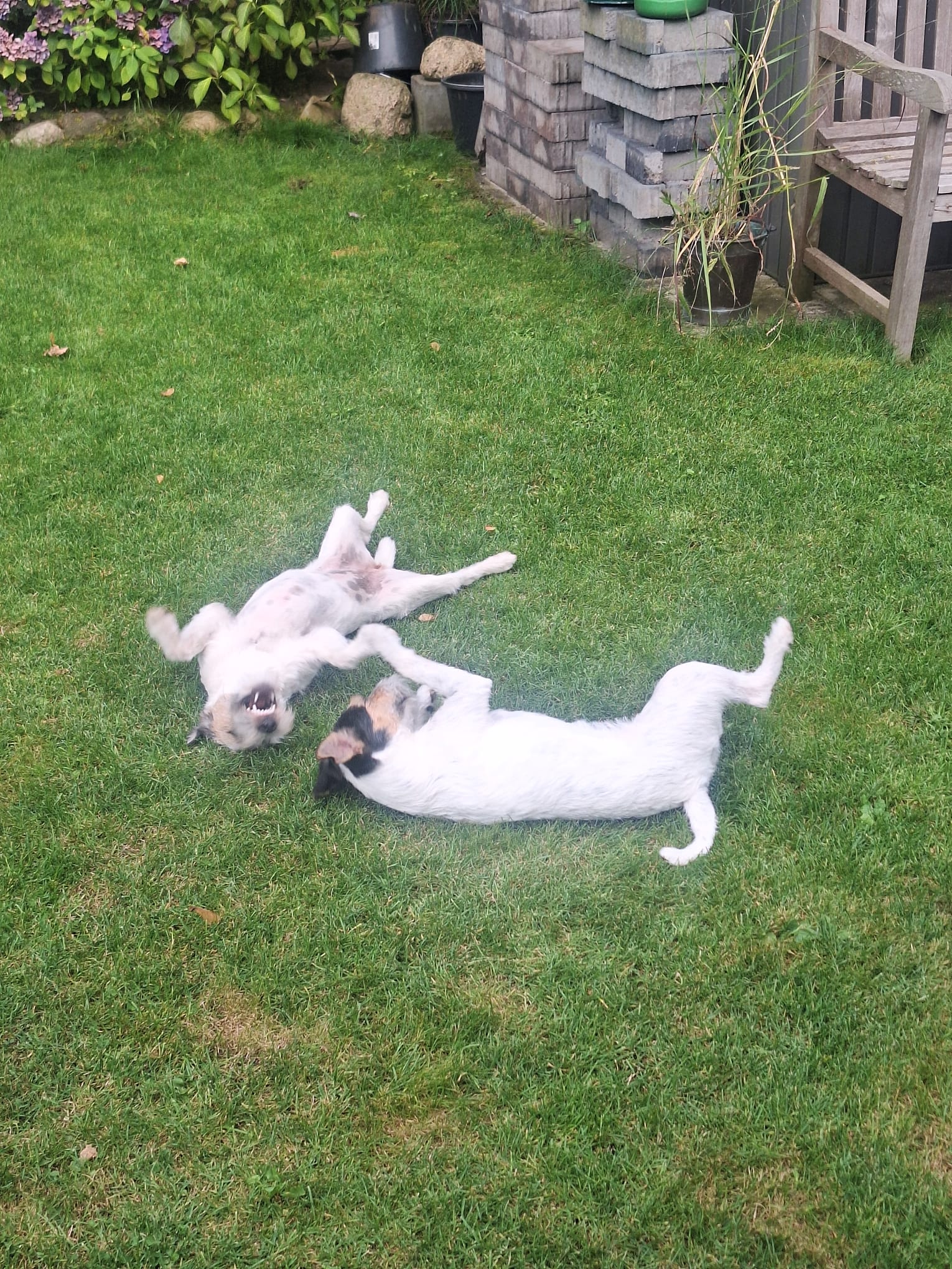 Die wichtigsten Eigenschaften des Parson Russell Terriers